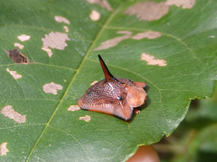Dorynota monoceros