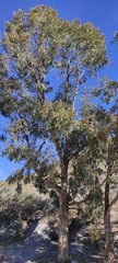 Eucalyptus gomphocephala