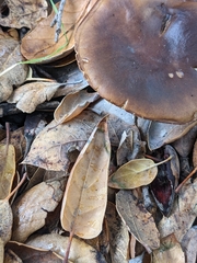 Melanoleuca