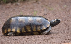 Chelonoidis denticulatus