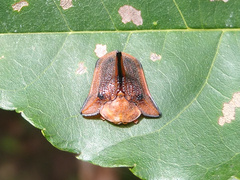 Dorynota monoceros