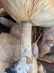 Melanoleuca