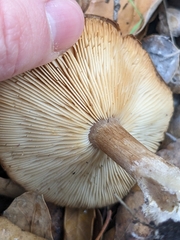 Melanoleuca