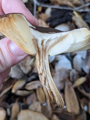 Melanoleuca