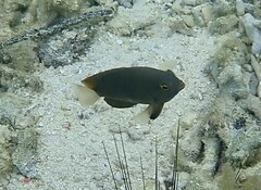 Pomacentrus chrysurus