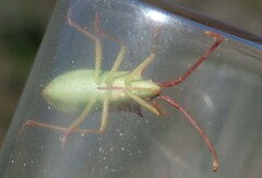 Gonocerus insidiator