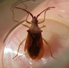 Gonocerus insidiator