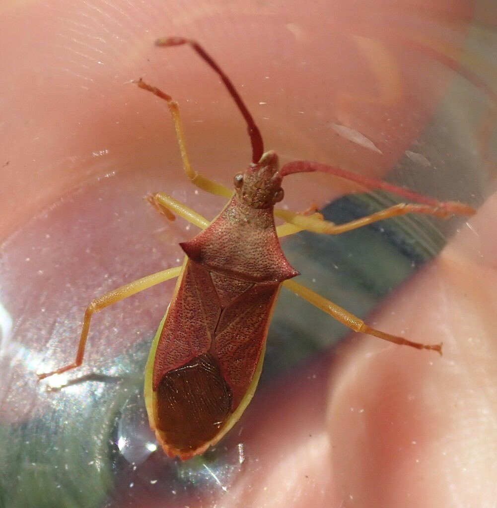 Gonocerus insidiator