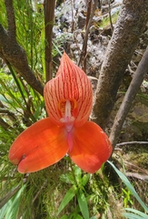 Disa uniflora
