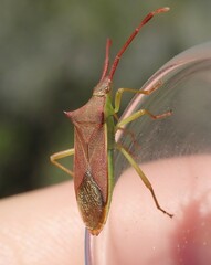 Gonocerus insidiator