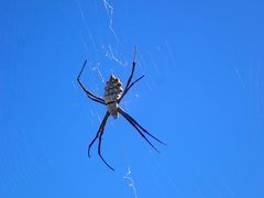 Argiope lobata