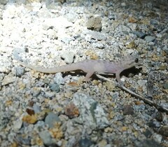 Gekkota