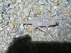 Gekkota