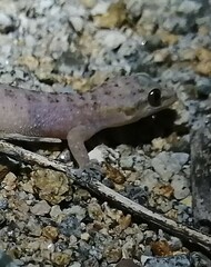 Gekkota