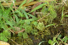 Elaphoglossum peltatum