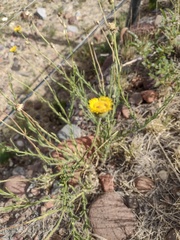 Hysterionica jasionoides