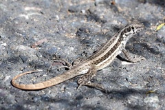 Leiocephalus raviceps raviceps