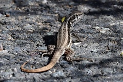 Leiocephalus raviceps raviceps