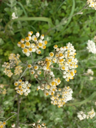 Image of Helichrysum panduratum by (c) Ferncliffe forest wilding, some rights reserved (CC BY)