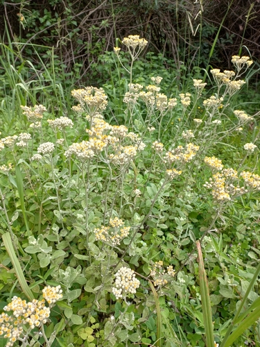 Image of Helichrysum panduratum by (c) Ferncliffe forest wilding, some rights reserved (CC BY)