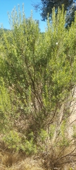 Baccharis linearis