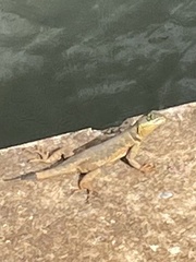Tropidurus