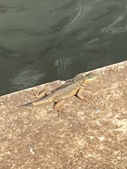 Tropidurus