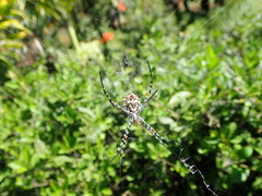 Argiope lobata