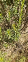 Baccharis linearis