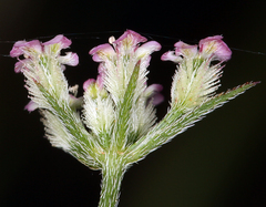 Torilis nodosa
