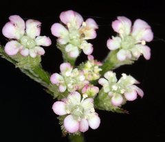 Torilis nodosa