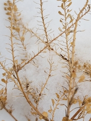 Lepidium densiflorum
