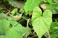Anthurium