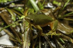 Hyperolius tuberilinguis