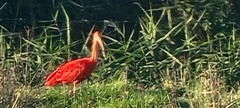 Eudocimus ruber