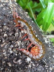 Cormocephalus