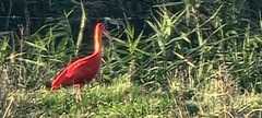 Eudocimus ruber