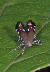 Anacampsis levipedella
