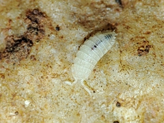 Trichoniscidae