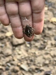Eriophora ravilla