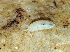 Trichoniscidae