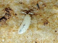 Trichoniscidae