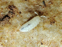 Trichoniscidae