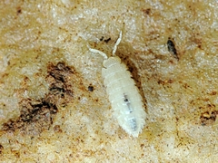 Trichoniscidae