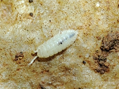 Trichoniscidae