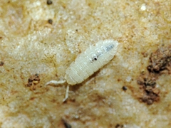 Trichoniscidae