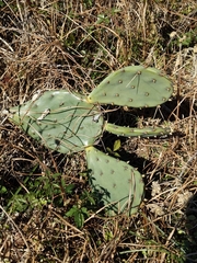 Opuntia anahuacensis