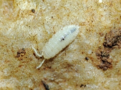 Trichoniscidae