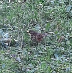 Turdus iliacus