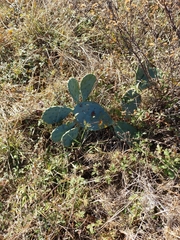 Opuntia anahuacensis